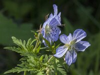 Geranium pratense 48, Beemdooievaarsbek, Saxifraga-Jan van der Straaten