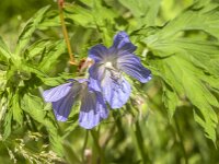 Geranium pratense 52, Beemdooievaarsbek, Saxifraga-Jan van der Straaten