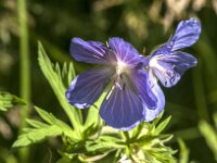 Geranium pratense 53, Beemdooievaarsbek, Saxifraga-Jan van der Straaten