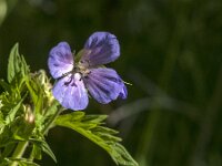 Geranium pratense 56, Beemdooievaarsbek, Saxifraga-Jan van der Straaten