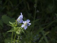 Geranium pratense 62, Beemdooievaarsbek, Saxifraga-Jan van der Straaten
