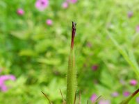 Geranium psilostemon 3, Saxifraga-Rutger Barendse