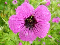 Geranium psilostemon 4, Saxifraga-Rutger Barendse