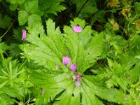 Geranium psilostemon 5, Saxifraga-Rutger Barendse