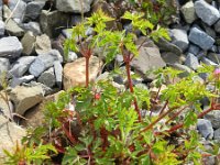Geranium purpureum 32, Klein robertskruid, Saxifraga-Rutger Barendse