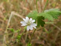 Geranium pyrenaicum 24, Bermooievaarsbek, Saxifraga-Rutger Barendse