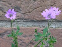 Geranium pyrenaicum 28, Bermooievaarsbek, Saxifraga-Jelle van Dijk