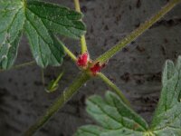 Geranium pyrenaicum 30, Bermooievaarsbek, Saxifraga-Ed Stikvoort