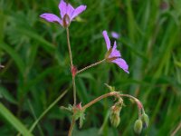 Geranium pyrenaicum 34, Bermooievaarsbek, Saxifraga-Ed Stikvoort