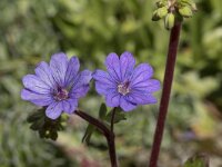 Geranium pyrenaicum 37, Bermooievaarsbek, Saxifraga-Willem van Kruijsbergen