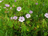 Geranium pyrenaicum 39, Bermooievaarsbek, Saxifraga-Hans Grotenhuis