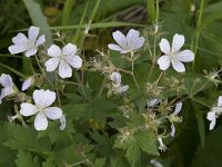 Geranium pyrenaicum 41, Bermooievaarsbek, Saxifraga-Willem van Kruijsbergen