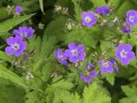 Geranium pyrenaicum 43, Bermooievaarsbek, Saxifraga-Willem van Kruijsbergen