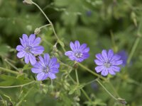 Geranium pyrenaicum 44, Bermooievaarsbek, Saxifraga-Willem van Kruijsbergen