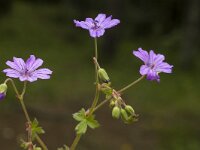 Geranium pyrenaicum 8, Bermooievaarsbek, Saxifraga-Marijke Verhagen