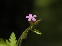 Geranium robertianum 17, Robertskruid, Saxifraga-Jan van der Straaten