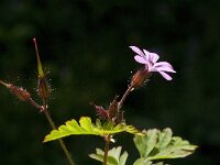 Geranium robertianum 18, Robertskruid, Saxifraga-Jan van der Straaten