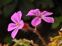 Geranium robertianum 21, Robertskruid, Saxifraga-Ab H Baas