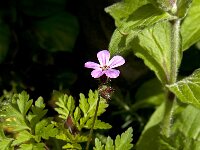 Geranium robertianum 22, Robertskruid, Saxifraga-Jan van der Straaten