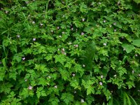 Geranium robertianum 30, Robertskruid, Saxifraga-Ed Stikvoort