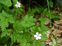 Geranium robertianum 34, Robertskruid, Saxifraga-Rutger Barendse