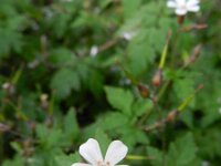 Geranium robertianum 36, Robertskruid, Saxifraga-Rutger Barendse
