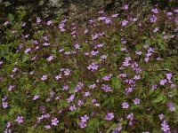 Geranium robertianum 4, Robertskruid, Saxifraga-Jan van der Straaten