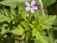 Geranium robertianum 44, Robertskruid, Saxifraga-Jan van der Straaten