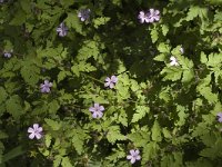 Geranium robertianum ssp purpureum 6, Saxifraga-Jan van der Straaten
