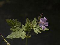 Geranium robertianum ssp robertianum 11, Saxifraga-Marijke Verhagen