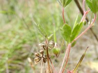 Geranium rotundifolium 26, Ronde ooievaarsbek, Saxifraga-Rutger Barendse