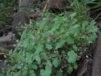 Geranium rotundifolium 31, Ronde ooievaarsbek, Saxifraga-Rutger Barendse