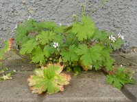 Geranium rotundifolium 35, Ronde ooievaarsbek, Saxifraga-Rutger Barendse