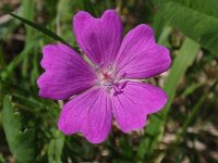 Geranium sanguineum 10, Bloedooievaarsbek, Saxifraga-Jan Willem Jongepier