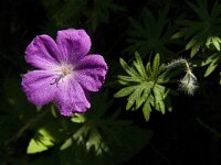 Geranium sanguineum 15, Bloedooievaarsbek, Saxifraga-Jan van der Straaten