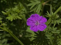 Geranium sanguineum 17, Bloedooievaarsbek, Saxifraga-Jan van der Straaten