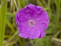 Geranium sanguineum 2, Bloedooievaarsbek, Saxifraga-Marijke Verhagen