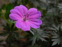 Geranium sanguineum 20, Bloedooievaarsbek, Saxifraga-Ed Stikvoort