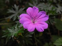 Geranium sanguineum 21, Bloedooievaarsbek, Saxifraga-Ed Stikvoort