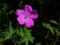 Geranium sanguineum 22, Bloedooievaarsbek, Saxifraga-Ed Stikvoort