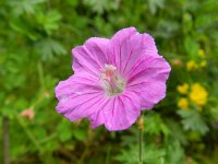 Geranium sanguineum 25, Bloedooievaarsbek, Saxifraga-Rutger Barendse
