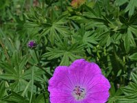Geranium sanguineum 27, Bloedooievaarsbek, Saxifraga-Jeroen Willemsen