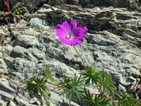 Geranium sanguineum 28, Bloedooievaarsbek, Saxifraga-Jeroen Willemsen