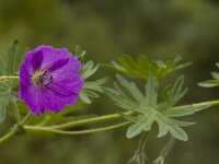 Geranium sanguineum 3, Bloedooievaarsbek, Saxifraga-Jan van der Straaten