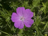 Geranium sanguineum 30, Bloedooievaarsbek, Saxifraga-Willem van Kruijsbergen