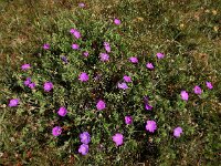 Geranium sanguineum 33, Bloedooievaarsbek, Saxifraga-Ed Stikvoort