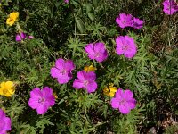 Geranium sanguineum 34, Bloedooievaarsbek, Saxifraga-Ed Stikvoort
