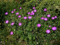 Geranium sanguineum 36, Bloedooievaarsbek, Saxifraga-Ed Stikvoort