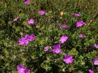 Geranium sanguineum 38, Bloedooievaarsbek, Saxifraga-Ed Stikvoort