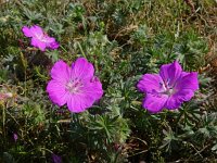 Geranium sanguineum 40, Bloedooievaarsbek, Saxifraga-Ed Stikvoort